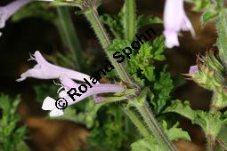 Raublatt-Salbei, Salvia scabra, Lamiaceae, Salvia scabra, Raublatt-Salbei, Beblättert Kauf von 06334salvia_scabraimg_3037.jpg