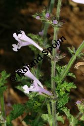 Raublatt-Salbei, Salvia scabra, Lamiaceae, Salvia scabra, Raublatt-Salbei, Beblättert Kauf von 06334salvia_scabraimg_3038.jpg