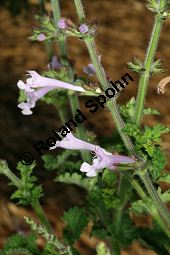 Raublatt-Salbei, Salvia scabra, Lamiaceae, Salvia scabra, Raublatt-Salbei, Beblättert Kauf von 06334salvia_scabraimg_3039.jpg