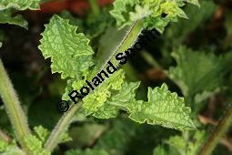 Raublatt-Salbei, Salvia scabra, Lamiaceae, Salvia scabra, Raublatt-Salbei, Beblättert Kauf von 06334salvia_scabraimg_3040.jpg