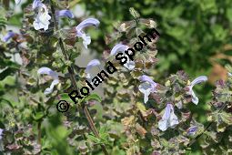 Blauer Afrika-Salbei, Salvia africana-caerulea, Lamiaceae, Salvia africana-caerulea, Blauer Afrika-Salbei, Sdafrika-Salbei, Blhend Kauf von 06335salvia_africanacaeruleaimg_3041.jpg