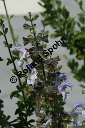 Blauer Afrika-Salbei, Salvia africana-caerulea, Lamiaceae, Salvia africana-caerulea, Blauer Afrika-Salbei, Sdafrika-Salbei, Blhend Kauf von 06335salvia_africanacaeruleaimg_3042.jpg