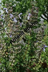 Blauer Afrika-Salbei, Salvia africana-caerulea, Lamiaceae, Salvia africana-caerulea, Blauer Afrika-Salbei, Südafrika-Salbei, Blühend Kauf von 06335salvia_africanacaeruleaimg_3043.jpg