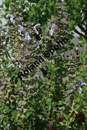 Blauer Afrika-Salbei, Salvia africana-caerulea, Lamiaceae, Salvia africana-caerulea, Blauer Afrika-Salbei, Sdafrika-Salbei, Blhend Kauf von 06335salvia_africanacaeruleaimg_3043.jpg