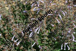 Afrikanischer Strauch-Salbei, Salvia aurita, Lamiaceae, Salvia aurita, Afrikanischer Strauchsalbei, Blühend Kauf von 06336salvia_auritaimg_3045.jpg