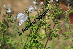 Filigran-Salbei, Salvia namaensis, Lamiaceae, Salvia namaensis, Filigran-Salbei, Blühend Kauf von 06337salvia_namaensisimg_3048.jpg