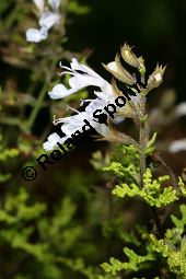 Filigran-Salbei, Salvia namaensis, Lamiaceae, Salvia namaensis, Filigran-Salbei, Blühend Kauf von 06337salvia_namaensisimg_3049.jpg