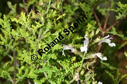 Filigran-Salbei, Salvia namaensis, Lamiaceae, Salvia namaensis, Filigran-Salbei, Blühend Kauf von 06337salvia_namaensisimg_3050.jpg