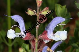 Blauer Salbei, Salvia chamelaeaguea, Lamiaceae, Salvia chamelaeaguea, Blauer Salbei, Blühend Kauf von 06338salvia_chamelaeagueaimg_3051.jpg