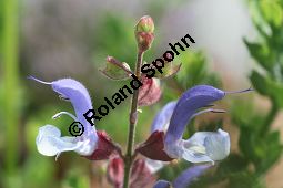 Blauer Salbei, Salvia chamelaeaguea, Lamiaceae, Salvia chamelaeaguea, Blauer Salbei, Blühend Kauf von 06338salvia_chamelaeagueaimg_3052.jpg