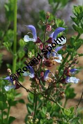 Blauer Salbei, Salvia chamelaeaguea, Lamiaceae, Salvia chamelaeaguea, Blauer Salbei, Blühend Kauf von 06338salvia_chamelaeagueaimg_3053.jpg