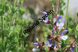 Blauer Salbei, Salvia chamelaeaguea, Lamiaceae, Salvia chamelaeaguea, Blauer Salbei, Blühend Kauf von 06338salvia_chamelaeagueaimg_3054.jpg