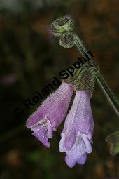 Dan Shen, Salvia przewalskii, Lamiaceae, Salvia przewalskii, Dan Shen, Blühend Kauf von 06339salvia_przewalskiiimg_3055.jpg