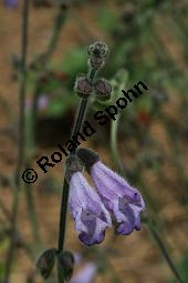 Dan Shen, Salvia przewalskii, Lamiaceae, Salvia przewalskii, Dan Shen, Blhend Kauf von 06339salvia_przewalskiiimg_3059.jpg