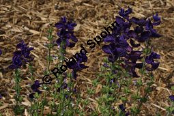 Schopf-Salbei, Salvia viridis, Lamiaceae, Salvia viridis, Salvia horminum, Schopf-Salbei, Buntschopf-Salbei, Blühend Kauf von 06340salvia_viridisimg_3061.jpg