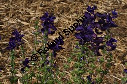 Schopf-Salbei, Salvia viridis, Lamiaceae, Salvia viridis, Salvia horminum, Schopf-Salbei, Buntschopf-Salbei, Blhend Kauf von 06340salvia_viridisimg_3061.jpg