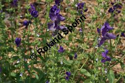 Schopf-Salbei, Salvia viridis, Lamiaceae, Salvia viridis, Salvia horminum, Schopf-Salbei, Buntschopf-Salbei, Blühend Kauf von 06340salvia_viridisimg_3062.jpg