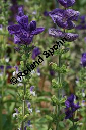 Schopf-Salbei, Salvia viridis, Lamiaceae, Salvia viridis, Salvia horminum, Schopf-Salbei, Buntschopf-Salbei, Blühend Kauf von 06340salvia_viridisimg_3063.jpg