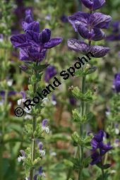 Schopf-Salbei, Salvia viridis, Lamiaceae, Salvia viridis, Salvia horminum, Schopf-Salbei, Buntschopf-Salbei, Blhend Kauf von 06340salvia_viridisimg_3063.jpg