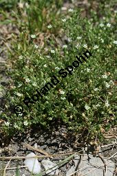 Quendelblättriges Sandkraut, Arenaria serpyllifolia Kauf von 06342arenaria_serpyllifoliaimg_8313.jpg