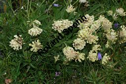 Walliser Wundklee, Anthyllis vulneraria ssp. valesiaca, Fabaceae, Anthyllis vulneraria ssp. valesiaca, Walliser Wundklee, Cherlers Wundklee, Blhend Kauf von 06344anthyllis_vulneraria_valesiacaimg_3287.jpg