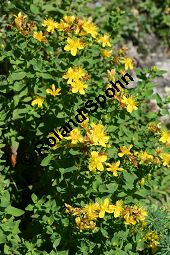 Geflecktes Johanniskraut, Hypericum maculatum, Hypericum quadrangulum Kauf von 06345_hypericum_maculatum_maculatum_img_3882.jpg