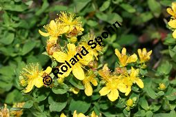 Geflecktes Johanniskraut, Hypericum maculatum, Hypericum quadrangulum Kauf von 06345_hypericum_maculatum_maculatum_img_3883.jpg