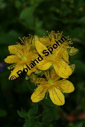 Geflecktes Johanniskraut, Hypericum maculatum, Hypericum quadrangulum Kauf von 06345hypericum_maculatum_maculatumimg_3350.jpg