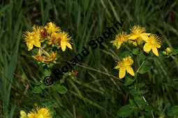 Geflecktes Johanniskraut, Hypericum maculatum, Hypericum quadrangulum Kauf von 06345hypericum_maculatumimg_9040.jpg