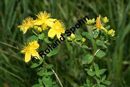 Geflecktes Johanniskraut, Hypericum maculatum, Hypericum quadrangulum Kauf von 06345hypericum_maculatumimg_9041.jpg