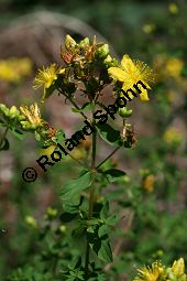 Geflecktes Johanniskraut, Hypericum maculatum, Hypericum quadrangulum Kauf von 06345hypericum_maculatumimg_9043.jpg