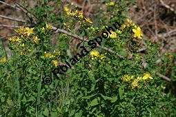 Geflecktes Johanniskraut, Hypericum maculatum, Hypericum quadrangulum Kauf von 06345hypericum_maculatumimg_9044.jpg