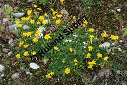 Grobltiges Sonnenrschen, Cistaceae, Helianthemum nummularium ssp. grandiflorum, Helianthemum grandiflorum, Grobltiges Sonnenrschen, Habitat Kauf von 06346helianthemum_nummularium_grandiflorumimg_3328.jpg