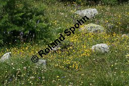 Großblütiges Sonnenröschen, Cistaceae, Helianthemum nummularium ssp. grandiflorum, Helianthemum grandiflorum, Großblütiges Sonnenröschen, Habitat Kauf von 06346helianthemum_nummularium_grandiflorumimg_3339.jpg