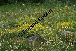 Großblütiges Sonnenröschen, Cistaceae, Helianthemum nummularium ssp. grandiflorum, Helianthemum grandiflorum, Großblütiges Sonnenröschen, Habitat Kauf von 06346helianthemum_nummularium_grandiflorumimg_3340.jpg