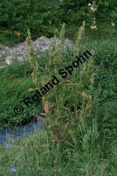 Glanz-Melde, Atriplex sagittata, Chenopodiaceae, Atriplex sagittata, Atriplex nitens, Atriplex acuminata, Glanz-Melde, Habitus fruchtend Kauf von 06347atriplex_sagittataimg_4292.jpg