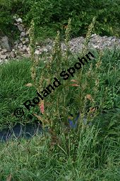 Glanz-Melde, Atriplex sagittata, Chenopodiaceae, Atriplex sagittata, Atriplex nitens, Atriplex acuminata, Glanz-Melde, Habitus fruchtend Kauf von 06347atriplex_sagittataimg_4293.jpg