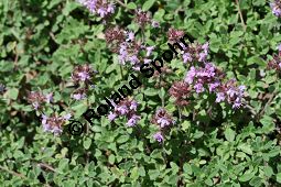 Längstängeliger Thymian, Thymus longicaulis, Lamiaceae, Thymus longicaulis, Langstängeliger Thymian, Blühend Kauf von 06349thymus_longicaulisimg_3437.jpg