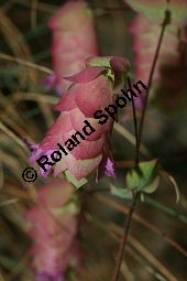Rundblättriger Dost, Origanum rotundifolium, Lamiaceae, Origanum rotundifolium, Rundblättriger Dost, Blühend Kauf von 06351origanum_rotundifoliumimg_3613.jpg