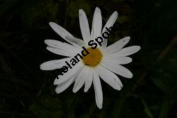 Garten-Margerite, Leucanthemum maximum, Asteraceae, Leucanthemum maximum, Chrysanthemum maximum, Garten-Margerite, Bltenkrbchen Kauf von 06359leucanthemum_maximumimg_4036.jpg