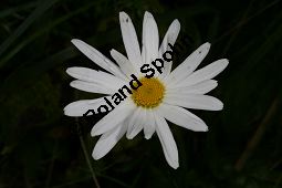 Garten-Margerite, Leucanthemum maximum, Asteraceae, Leucanthemum maximum, Chrysanthemum maximum, Garten-Margerite, Blütenkörbchen Kauf von 06359leucanthemum_maximumimg_4037.jpg