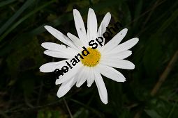 Garten-Margerite, Leucanthemum maximum, Asteraceae, Leucanthemum maximum, Chrysanthemum maximum, Garten-Margerite, Blütenkörbchen Kauf von 06359leucanthemum_maximumimg_4038.jpg