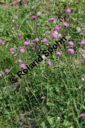 Bergdistel, Alpendistel, Carduus defloratus ssp. defloratus Kauf von 06361_carduus_defloratus_defloratus_img_9845.jpg