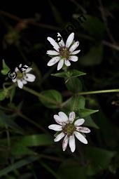 Wasserdarm, Stellaria aquatica, Caryophyllaceae, Stellaria aquatica, Myosoton aquaticum, Wasserdarm, Wassermiere, Habitat Kauf von 06362_myosoton_aquaticum_dsc_3506.jpg