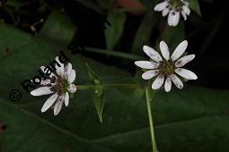 Wasserdarm, Stellaria aquatica, Caryophyllaceae, Stellaria aquatica, Myosoton aquaticum, Wasserdarm, Wassermiere, Habitat Kauf von 06362_myosoton_aquaticum_dsc_3507.jpg