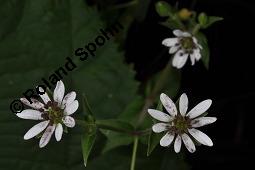 Wasserdarm, Stellaria aquatica, Caryophyllaceae, Stellaria aquatica, Myosoton aquaticum, Wasserdarm, Wassermiere, Habitat Kauf von 06362_myosoton_aquaticum_dsc_3508.jpg