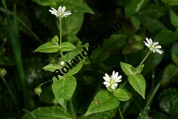 Wasserdarm, Stellaria aquatica, Caryophyllaceae, Stellaria aquatica, Myosoton aquaticum, Wasserdarm, Wassermiere, Habitat Kauf von 06362stellaria_aquaticaimg_4238.jpg