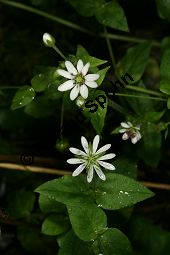 Wasserdarm, Stellaria aquatica, Caryophyllaceae, Stellaria aquatica, Myosoton aquaticum, Wasserdarm, Wassermiere, Habitat Kauf von 06362stellaria_aquaticaimg_4239.jpg