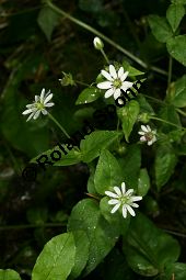 Wasserdarm, Stellaria aquatica, Caryophyllaceae, Stellaria aquatica, Myosoton aquaticum, Wasserdarm, Wassermiere, Habitat Kauf von 06362stellaria_aquaticaimg_4240.jpg