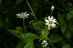 Wasserdarm, Stellaria aquatica, Caryophyllaceae, Stellaria aquatica, Myosoton aquaticum, Wasserdarm, Wassermiere, Habitat Kauf von 06362stellaria_aquaticaimg_4241.jpg